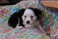 Sandy BTF3, a female Miniature Australian Shepherd for sale in Berryville, AR – Photo 6 of 6