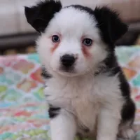 Sandy BTF3, a female Miniature Australian Shepherd for sale in Berryville, AR – Photo 1 of 6