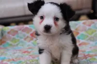 Sandy BTF3, a female Miniature Australian Shepherd for sale in Berryville, AR – Photo 1 of 6