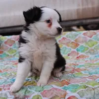 Sandy BTF3, a female Miniature Australian Shepherd for sale in Berryville, AR – Photo 5 of 6