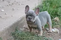 Lilac & tan male b, a male French Bulldog for sale in Berryville, AR – 8 of 9