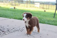Clem red Tri , a male Miniature Australian Shepherd for sale in Berryville, AR – 6 of 8