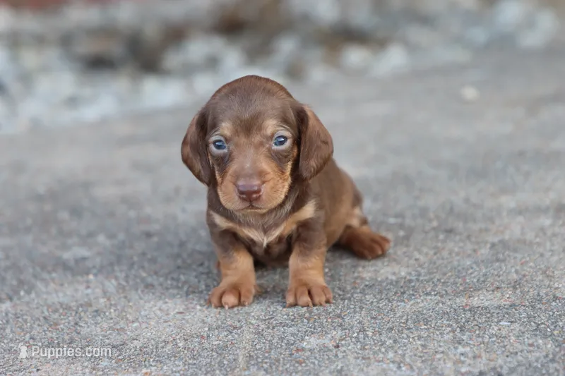 Sammy short hair chocolate & tan – Miniature Dachshund puppy for sale in Berryville, AR