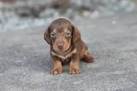 Sammy short hair chocolate & tan, a male Miniature Dachshund for sale in Berryville, AR – 1 of 7