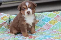 Wynona RTM, a male Miniature Australian Shepherd for sale in Berryville, AR – Photo 3 of 7