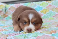 Wynona RTM, a male Miniature Australian Shepherd for sale in Berryville, AR – Photo 5 of 7