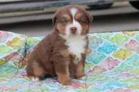 Wynona RTM, a male Miniature Australian Shepherd for sale in Berryville, AR – Photo 7 of 7