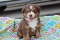 Wynona RTM, a male Miniature Australian Shepherd for sale in Berryville, AR – Photo 1 of 7