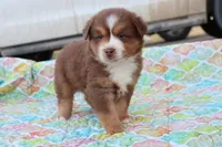 Wynona RTM, a male Miniature Australian Shepherd for sale in Berryville, AR – Photo 4 of 7
