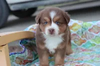 Wynona RTM, a male Miniature Australian Shepherd for sale in Berryville, AR – Photo 2 of 7