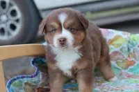 Wynona RTM, a male Miniature Australian Shepherd for sale in Berryville, AR – Photo 6 of 7