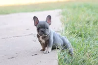 Blue & tan female , a male French Bulldog for sale in Berryville, AR – 9 of 10