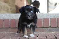 Clementine BT 1 blue eye , a female Miniature Australian Shepherd for sale in Berryville, AR – 5 of 9
