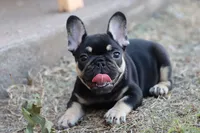 Debrah black & tan , a female French Bulldog for sale in Berryville, AR – 8 of 10