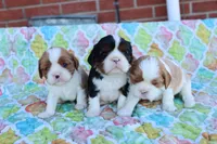 Blenheim Male, a male Cavalier King Charles Spaniel for sale in Berryville, AR – 6 of 6