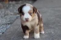 Clem red merle , a male Miniature Australian Shepherd for sale in Berryville, AR – 5 of 8