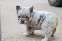 Stacy, a female French Bulldog for sale in Berryville, AR – 2 of 8