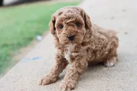 Stanley , a male Poodle - Toy  for sale in Berryville, AR – 6 of 9