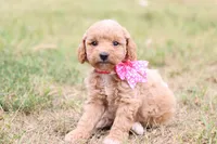 Gracie pink, a female Miniature Goldendoodle for sale in Berryville, AR – 4 of 9