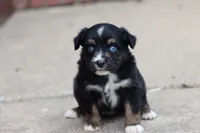 Clementine Black Tri , a female Miniature Australian Shepherd for sale in Berryville, AR – 3 of 7