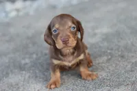Sammy short hair chocolate & tan, a male Miniature Dachshund for sale in Berryville, AR – 2 of 7