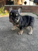 Debbie blue merle & tan, a female French Bulldog for sale in Berryville, AR – 7 of 7