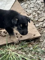 Baby, a female German Shepherd Dog for sale in Columbus, OH – 4 of 5