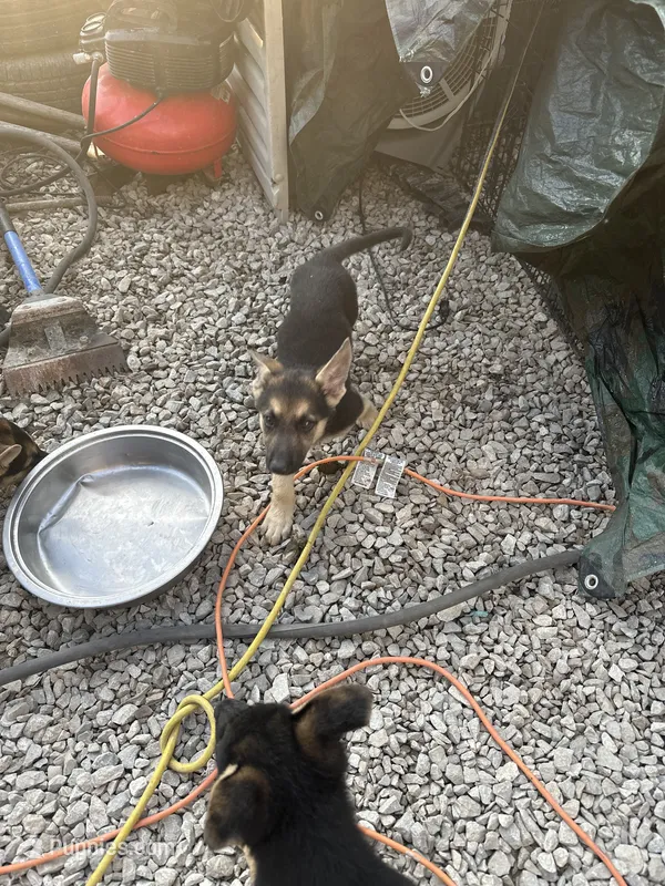 Boomer  – German Shepherd Dog puppy for sale in Columbus, OH
