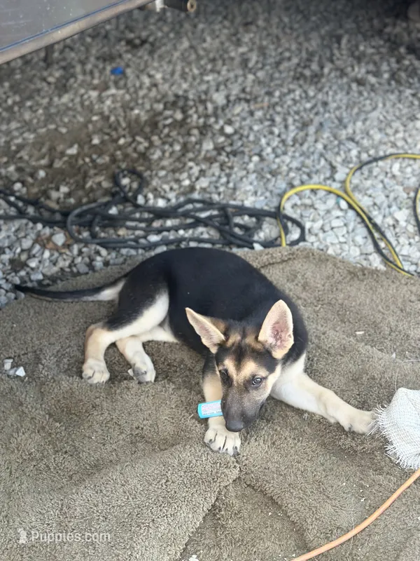 614/584/9777 Dan – German Shepherd Dog puppy for sale in Columbus, OH
