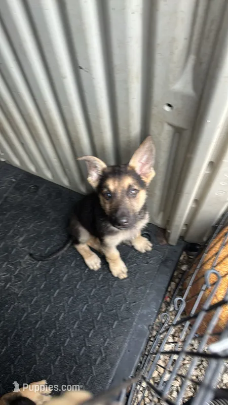 You name it – German Shepherd Dog puppy for sale in Columbus, OH