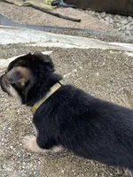 No name, a male German Shepherd Dog for sale in Columbus, OH – 8 of 10