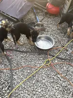 No name yet, a male German Shepherd Dog for sale in Columbus, OH – 2 of 6