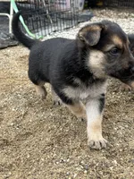 DOB 4th of July, a male German Shepherd Dog for sale in Columbus, OH – 4 of 9