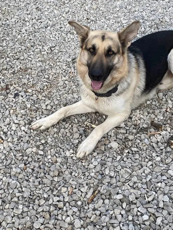 You name her – German Shepherd Dog puppy for sale in Columbus, OH