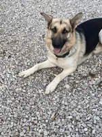 Rocky, a male German Shepherd Dog for sale in Columbus, OH – 2 of 5