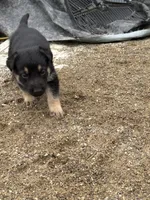 Rosie, a female German Shepherd Dog for sale in Columbus, OH – 2 of 5