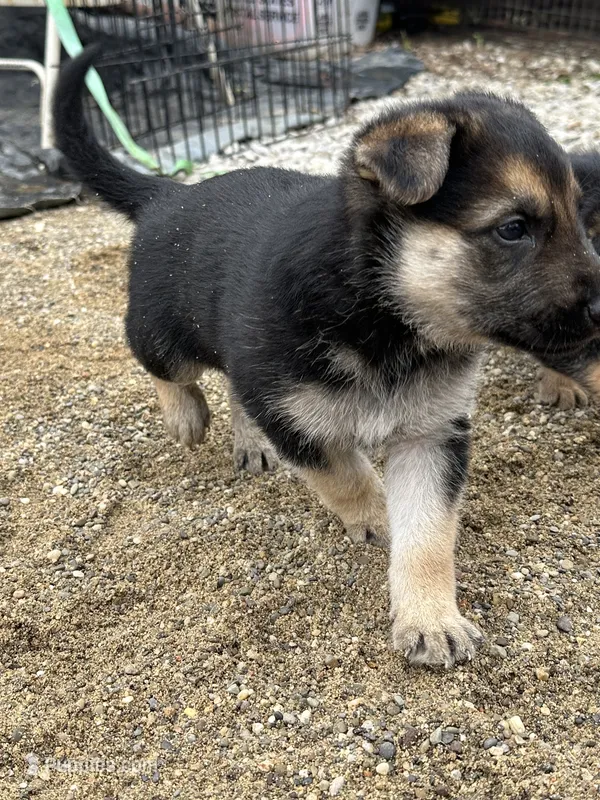 Boomer  – German Shepherd Dog puppy for sale in Columbus, OH