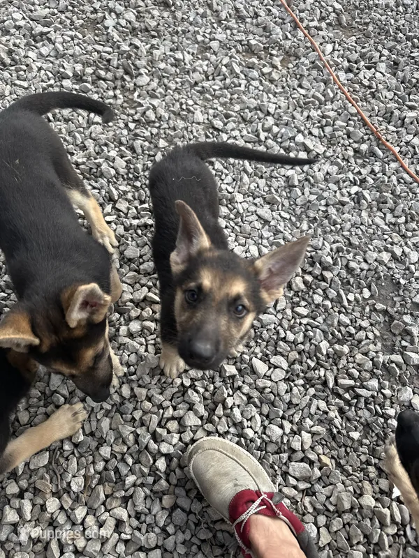 New owner names the puppies – German Shepherd Dog puppy for sale in Columbus, OH