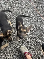 New owner names the puppies, a female German Shepherd Dog for sale in Columbus, OH – 8 of 8