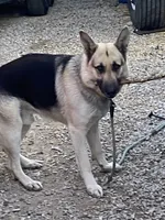 Rocky, a male German Shepherd Dog for sale in Columbus, OH – 4 of 5
