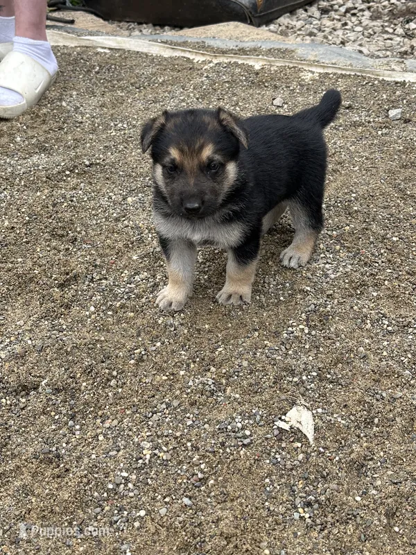 No name – German Shepherd Dog puppy for sale in Columbus, OH
