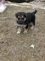 No name, a male German Shepherd Dog for sale in Columbus, OH – 1 of 10