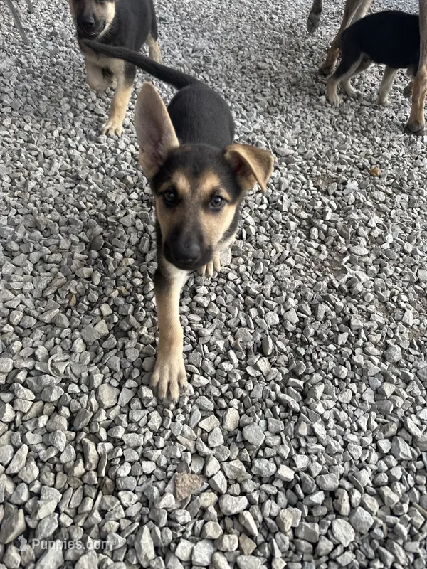 Baby – German Shepherd Dog puppy for sale in Columbus, OH