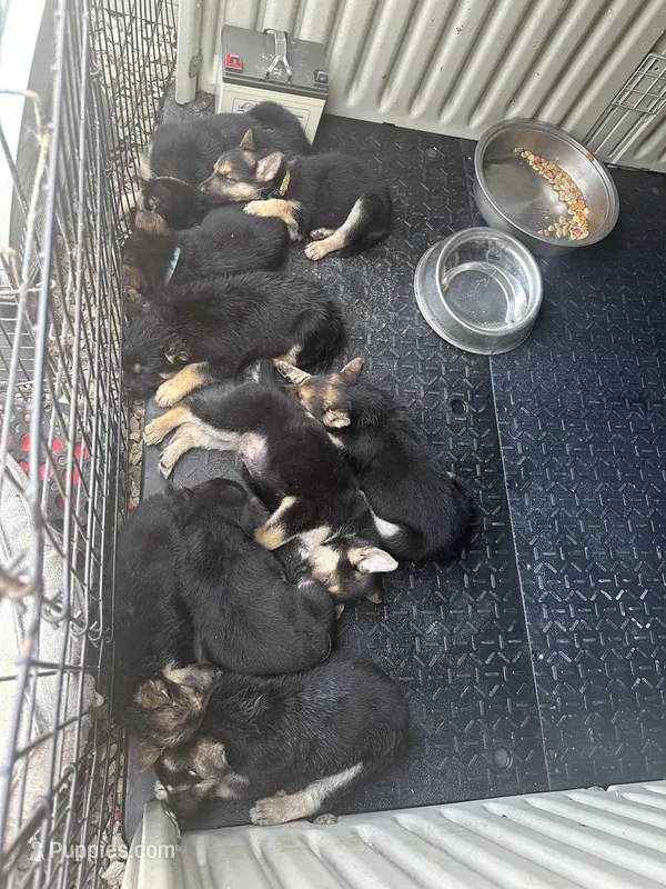 DOB 4th of July – German Shepherd Dog puppy for sale in Columbus, OH