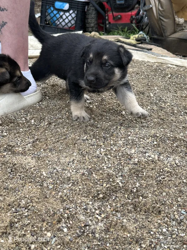 DOB 4th of July – German Shepherd Dog puppy for sale in Columbus, OH