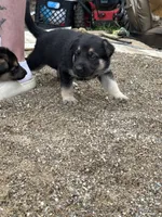 DOB 4th of July, a male German Shepherd Dog for sale in Columbus, OH – 2 of 9