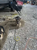 You name her, a female German Shepherd Dog for sale in Columbus, OH – 4 of 6