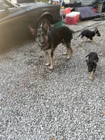 No name yet, a male German Shepherd Dog for sale in Columbus, OH – 3 of 6