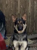 You name it, a female German Shepherd Dog for sale in Columbus, OH – 4 of 4