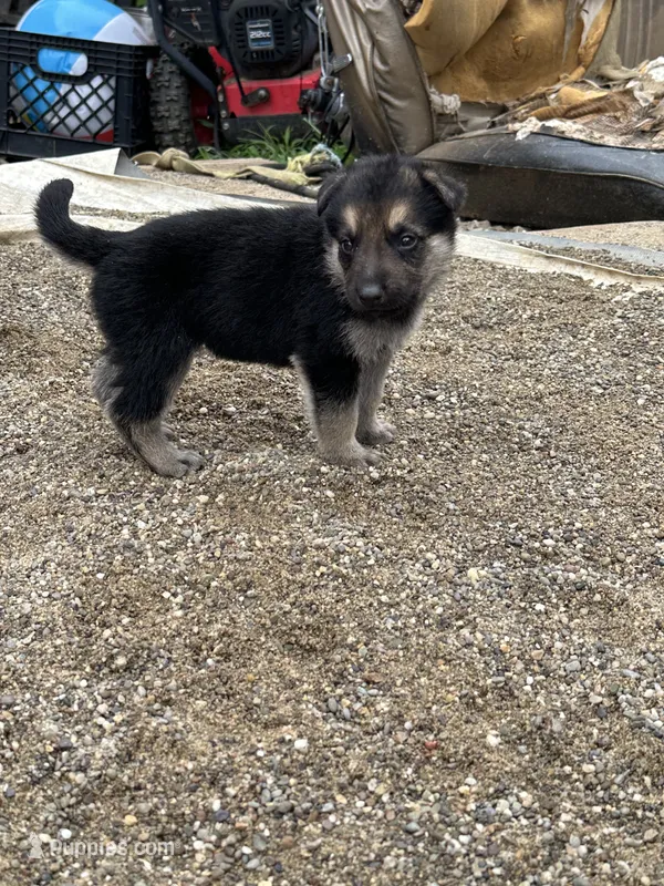 Rocky – German Shepherd Dog puppy for sale in Columbus, OH
